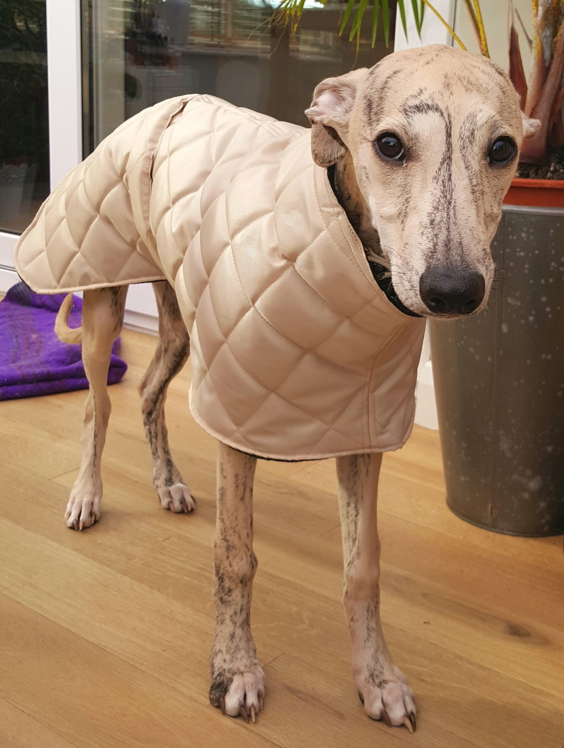 Gallery The whippet coats