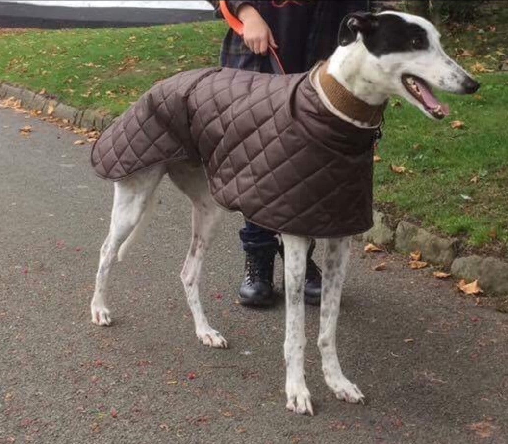 Gallery The Whippet Coats