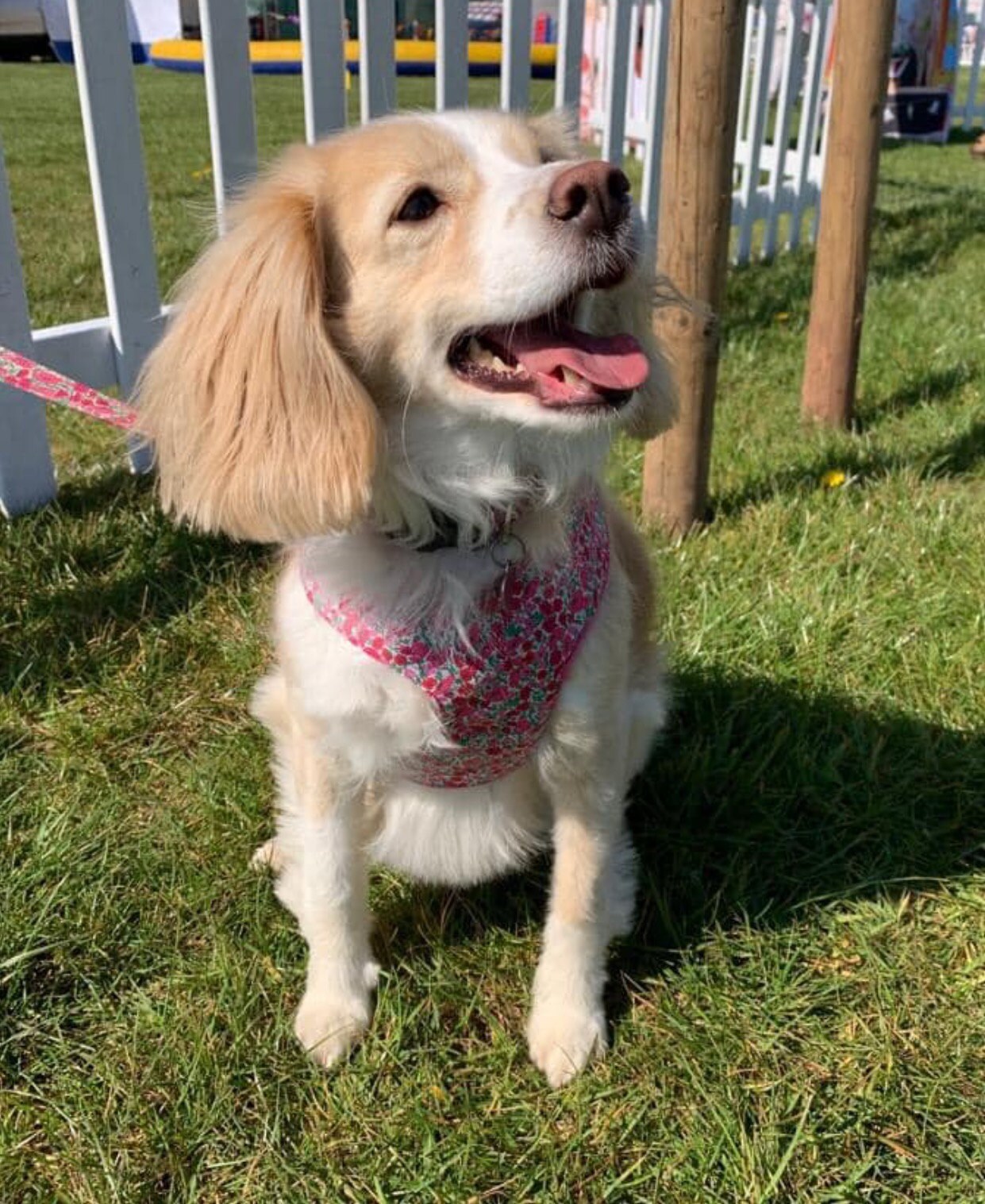 Gallery Blonde Dog Boutique