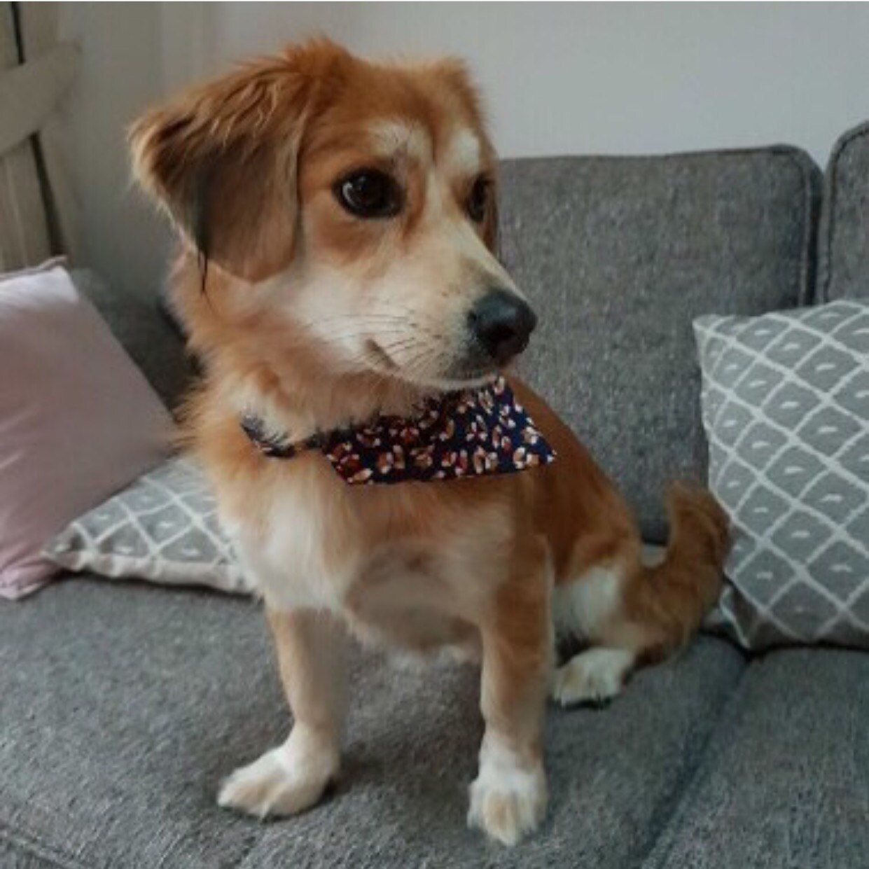 Gallery Blonde Dog Boutique