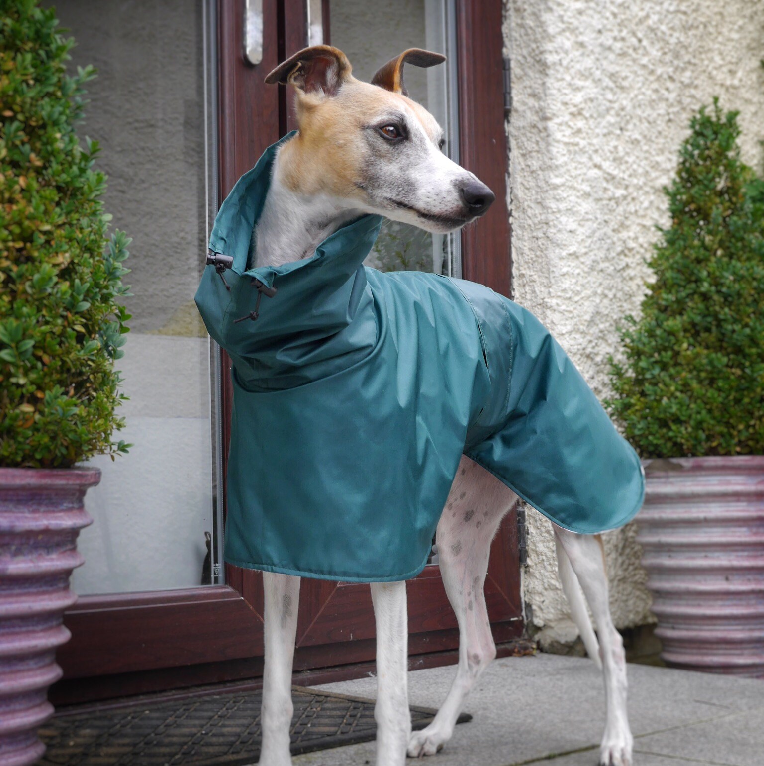 Gallery The whippet coats