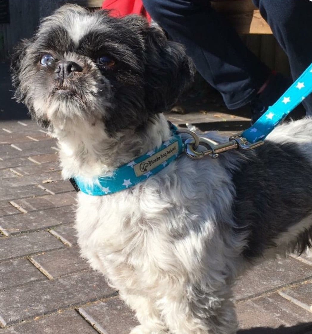 Gallery Blonde Dog Boutique