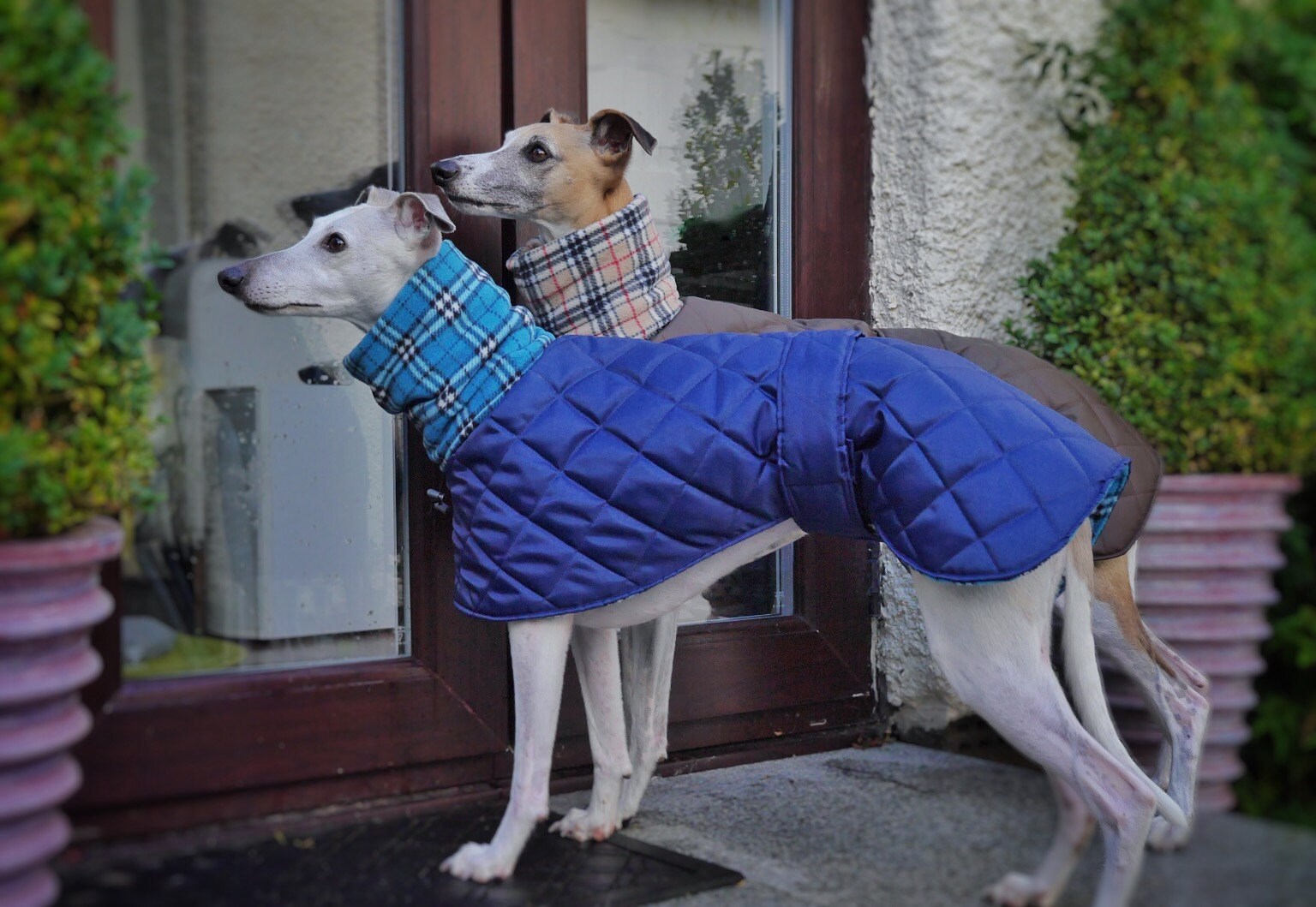Gallery The Whippet Coats