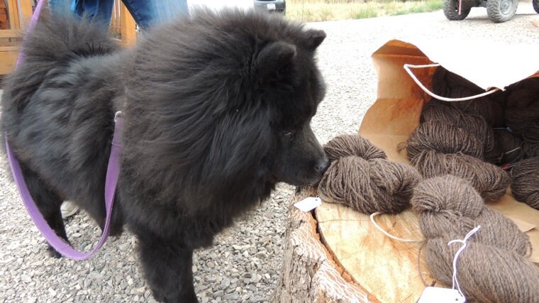 Jeannie sanke dog hair clearance etsy