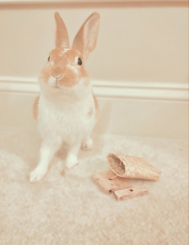 Bunny♡s'shop BunnyBunzBoutique - Etsy