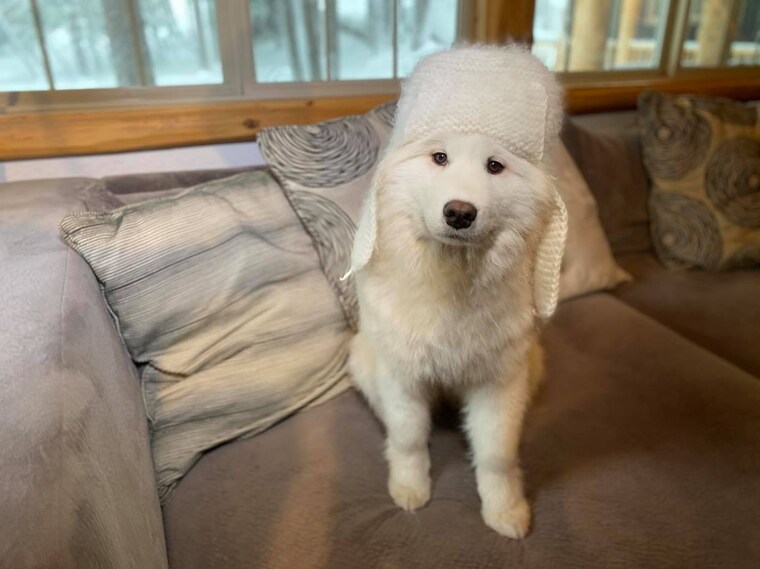 SiberianSamoyeds - Etsy