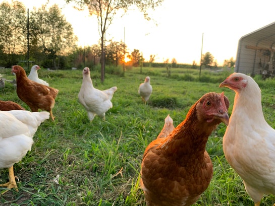 RehobothFarm - Etsy
