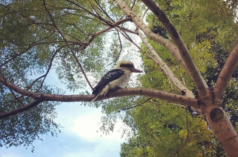 lady bird breeze