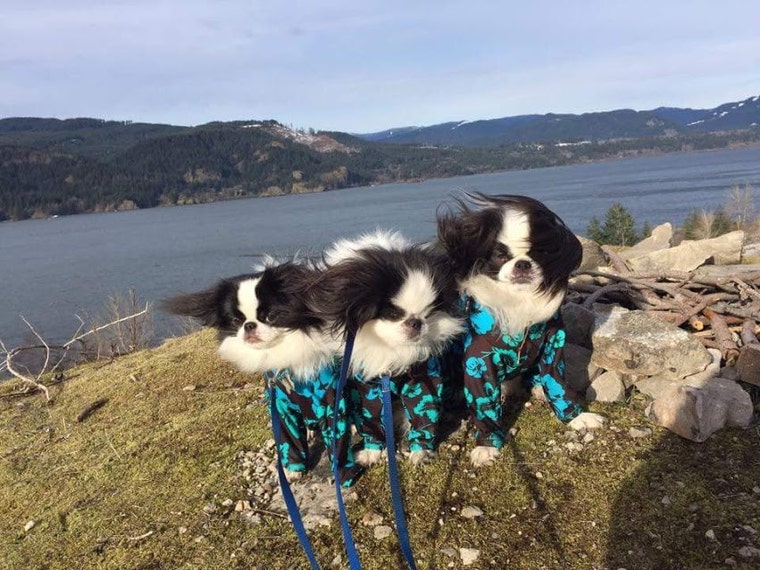 DoggieDirtShirt Etsy