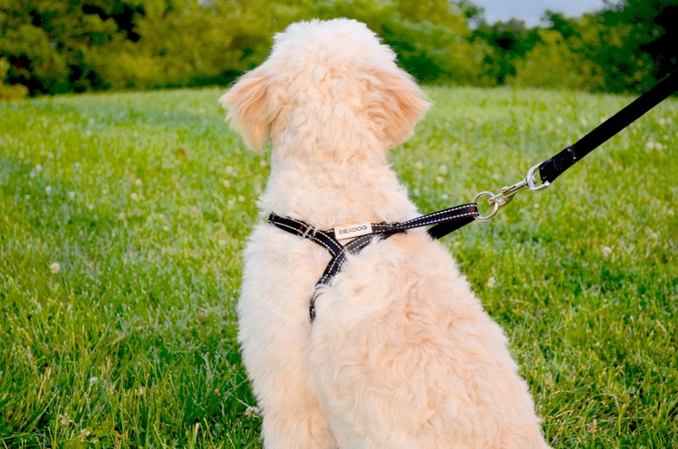 Dexdog harness top