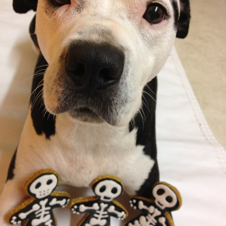 Brixtix bakery top for dogs