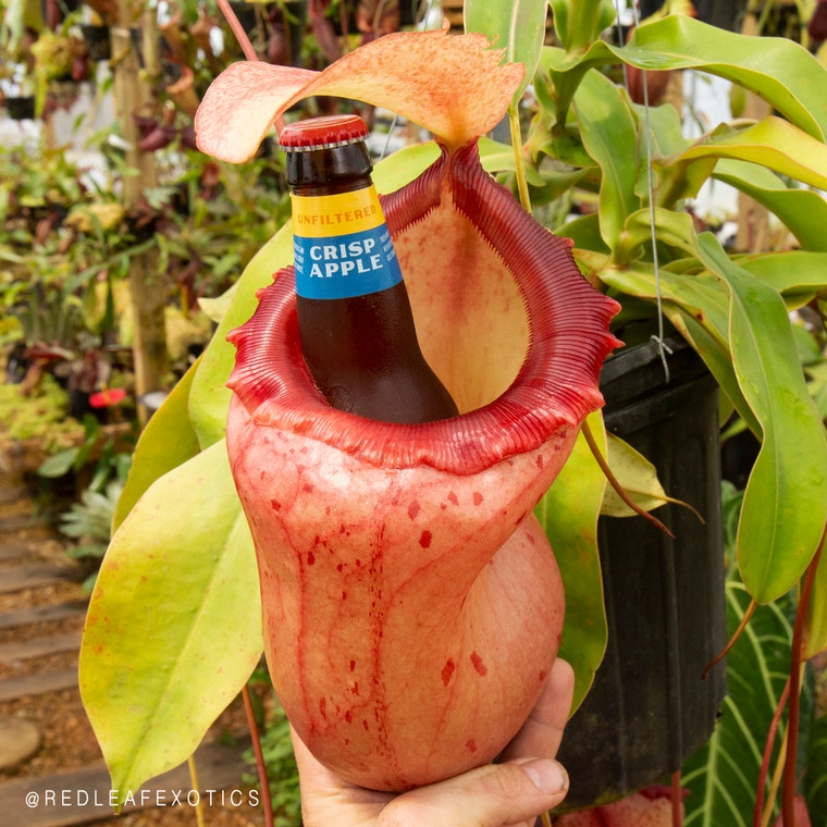 RedleafExotics - Etsy