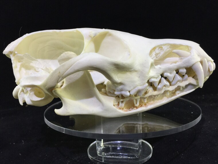 OsseousRemains - Etsy