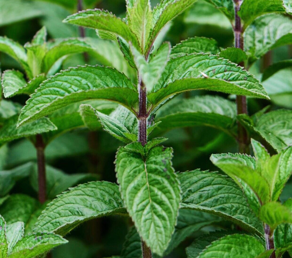 Awaken One Home Remedy