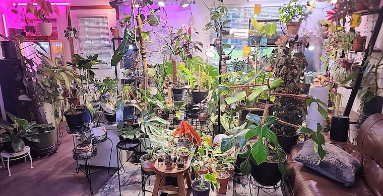 DamiensRoots collection of tropical houseplants