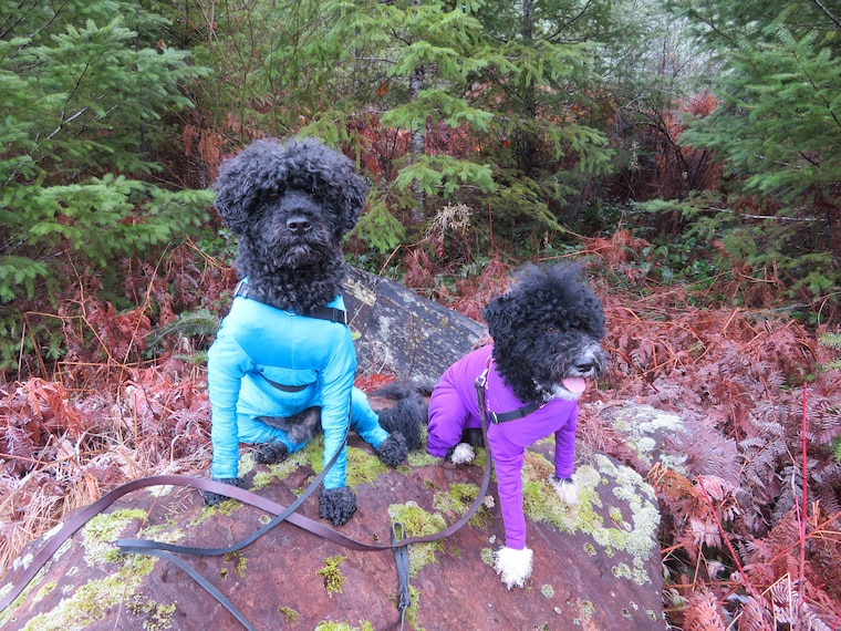 DoggieDirtShirt Etsy