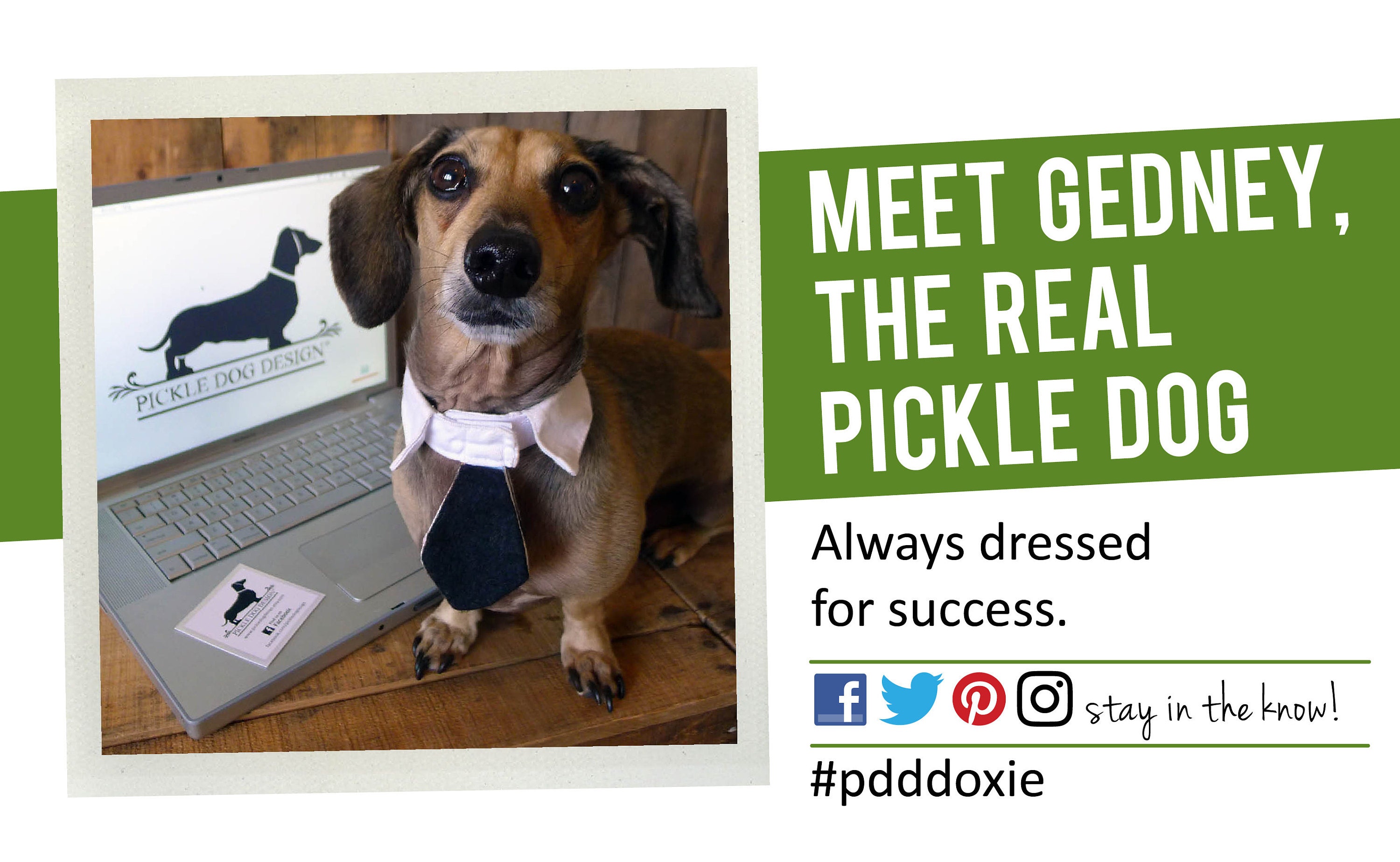 About Pickle Dog Design