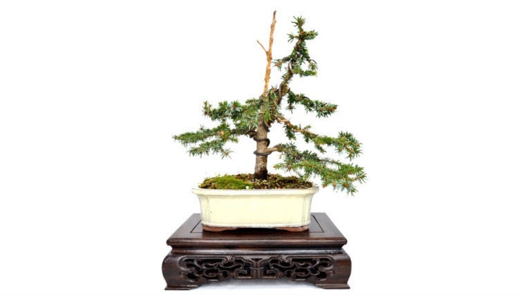 japanese bonsai tools Kikuwa Japanese Bonsai Tool Set 2 Piece | Small