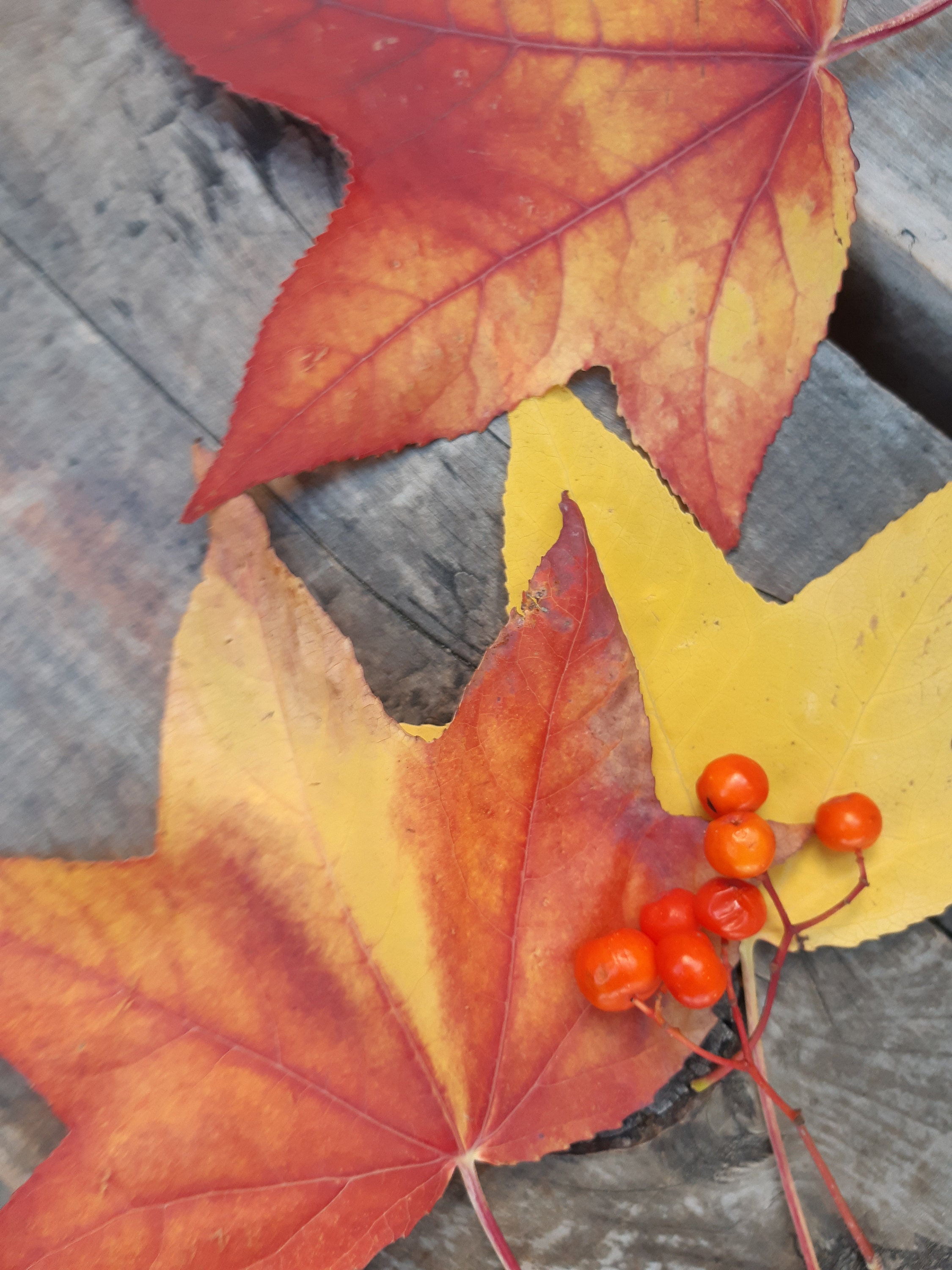 Autumn leaves