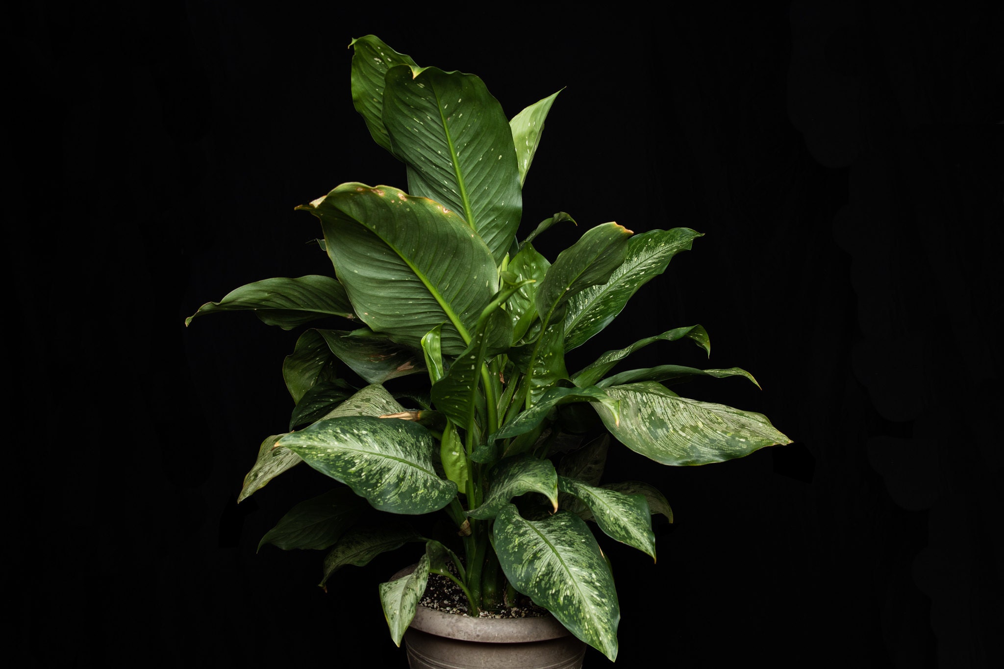 Dieffenbachia or Dumb cane can do well in low light spaces