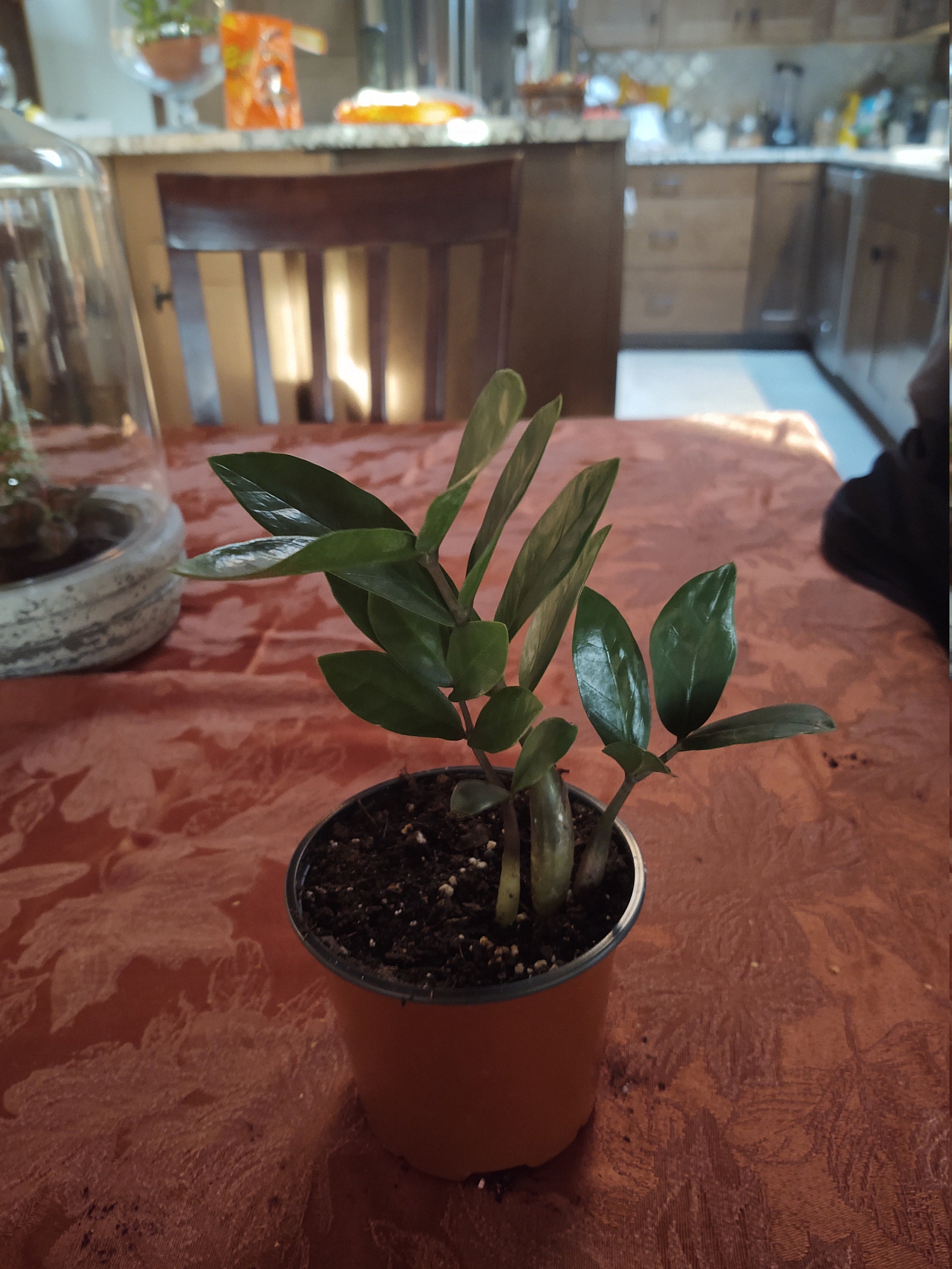 ZZ Plant from MySylvanGardens.com