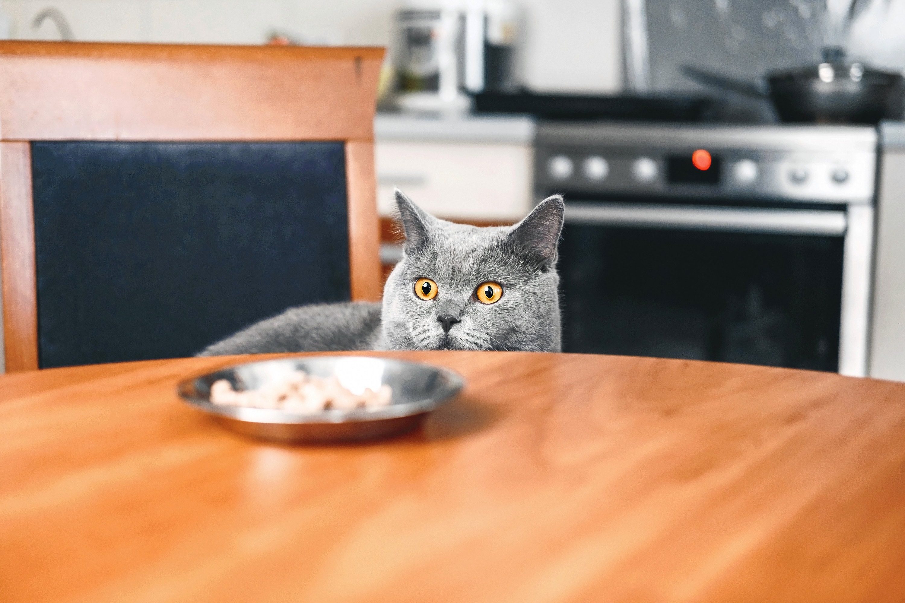 cat food