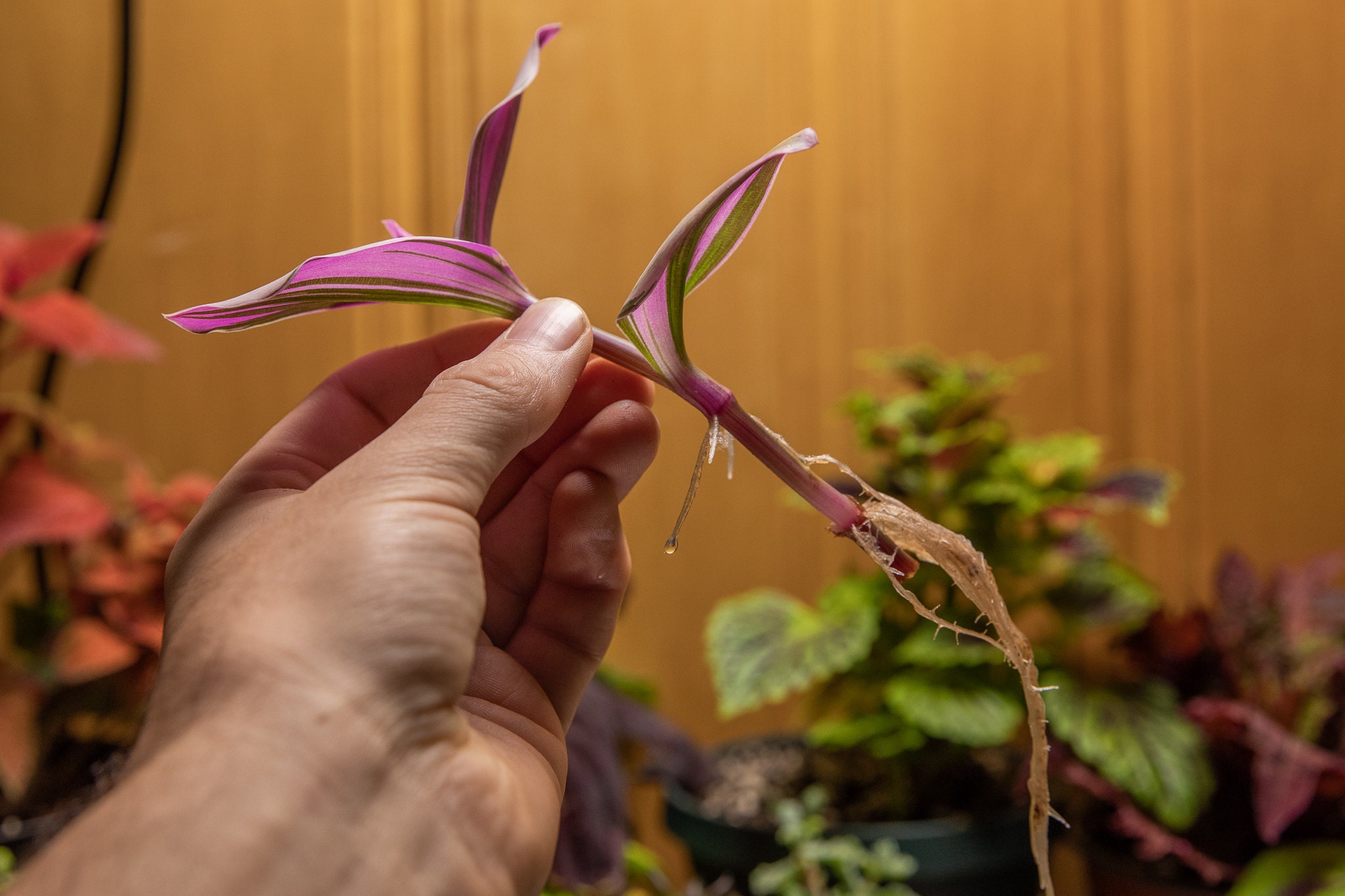 Tradescantia Nanouk Rooted Cutting