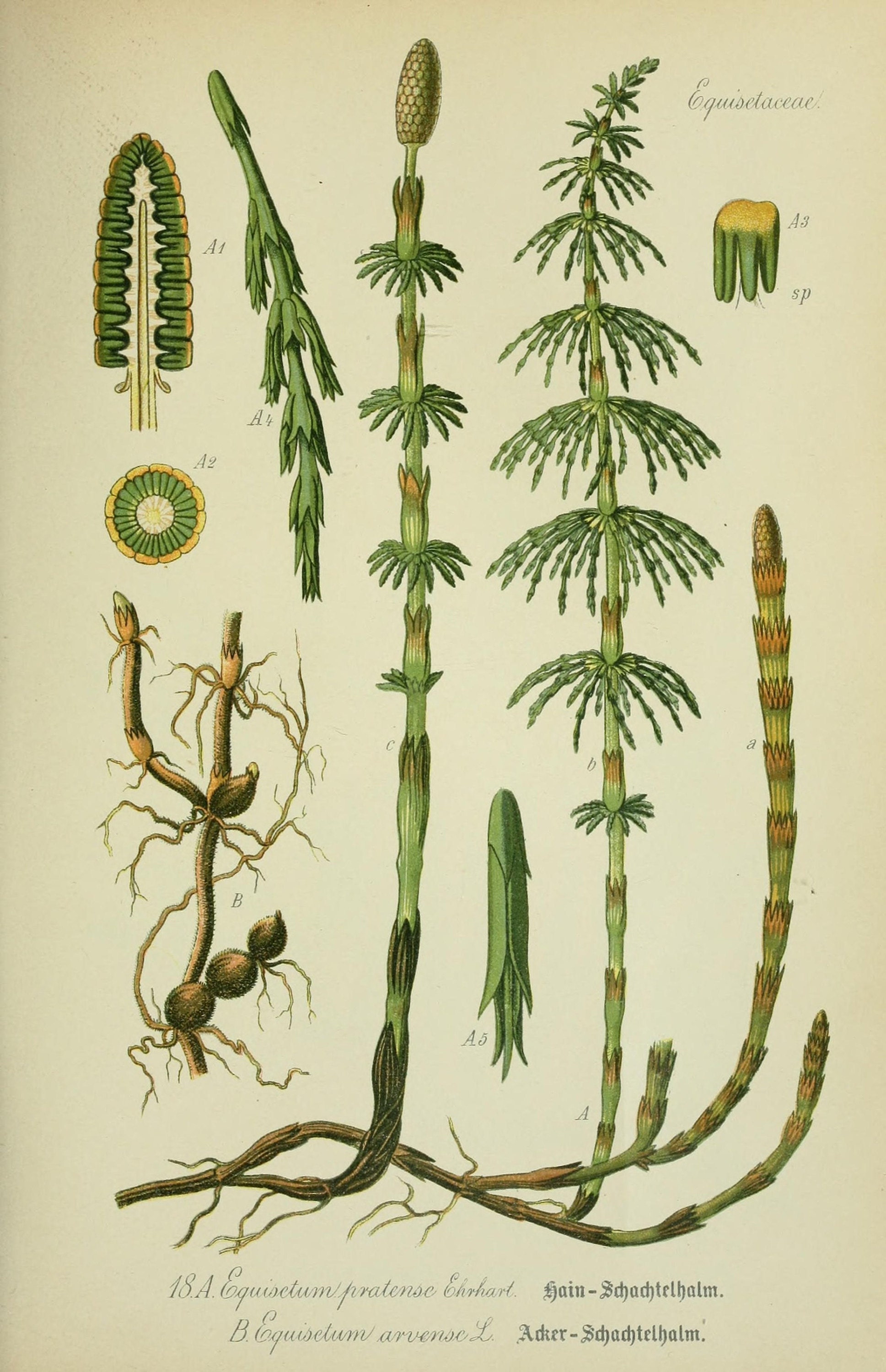 the horsetail of my dream