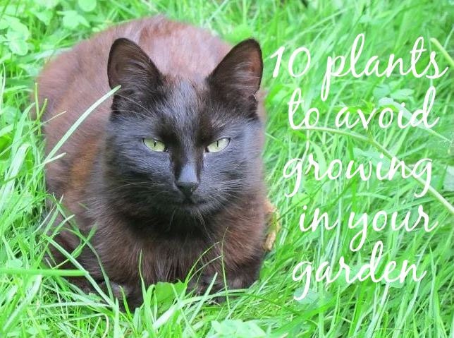 10 plants to avoid growing in your garden