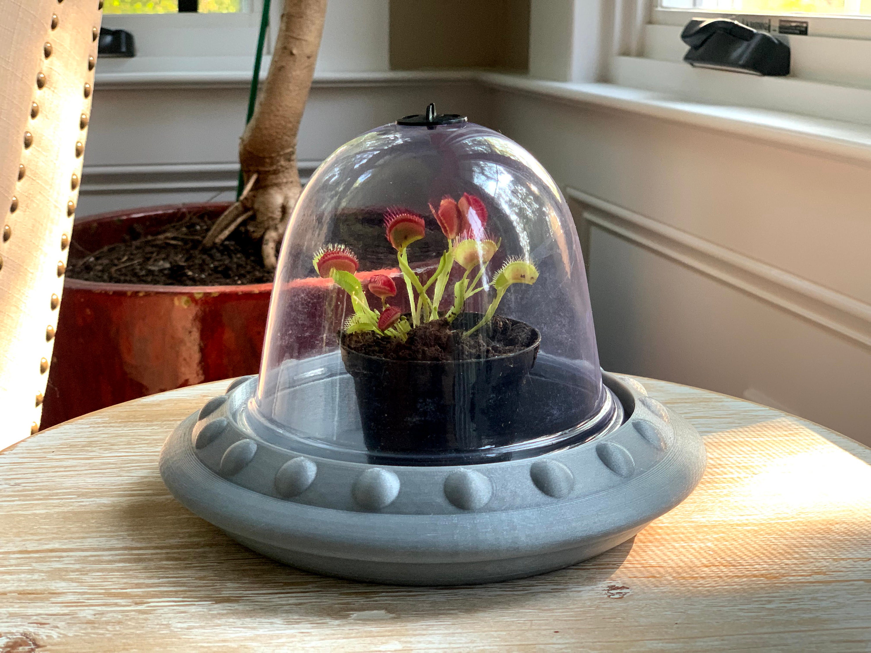 Venus Flytrap