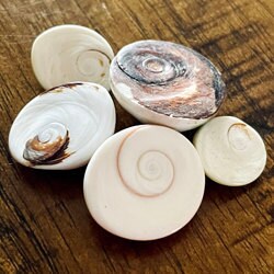 Cats Eye Shell Spiral