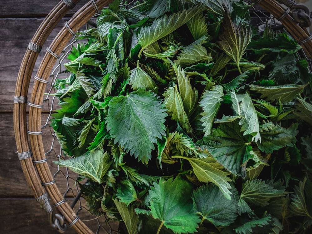 Nettle Harvest