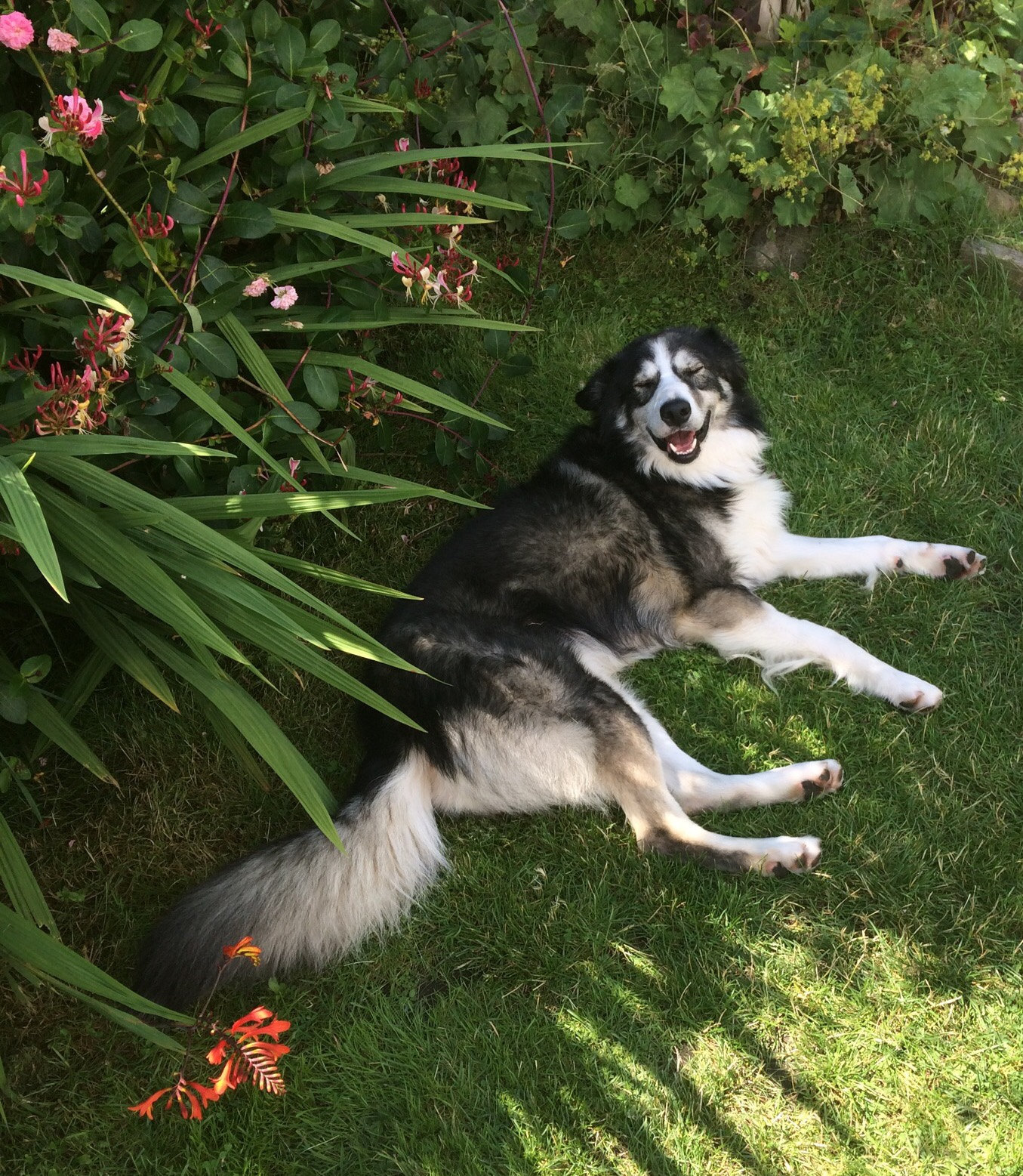 Shap - Alaskan malamute x collie - Smiles