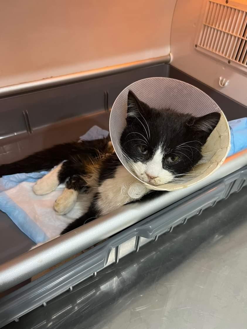 Jack at the beginning of his care and treatment.