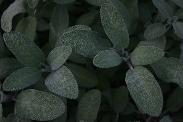 garden sage