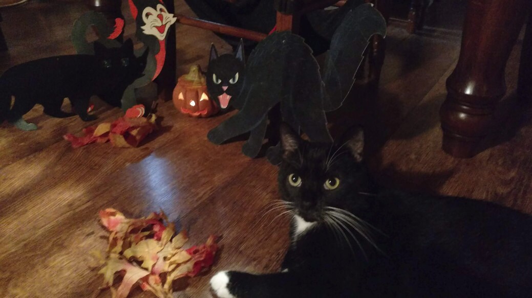 Crafts4Cats