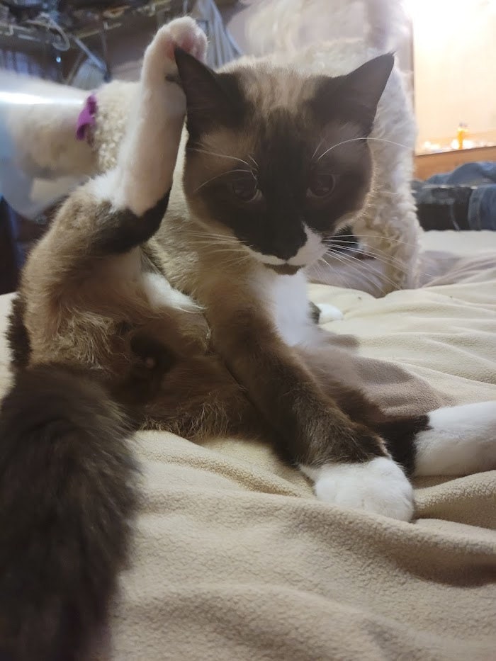 Purl, a seal point cat in the midst of doing some kitty yoga to groom himself.