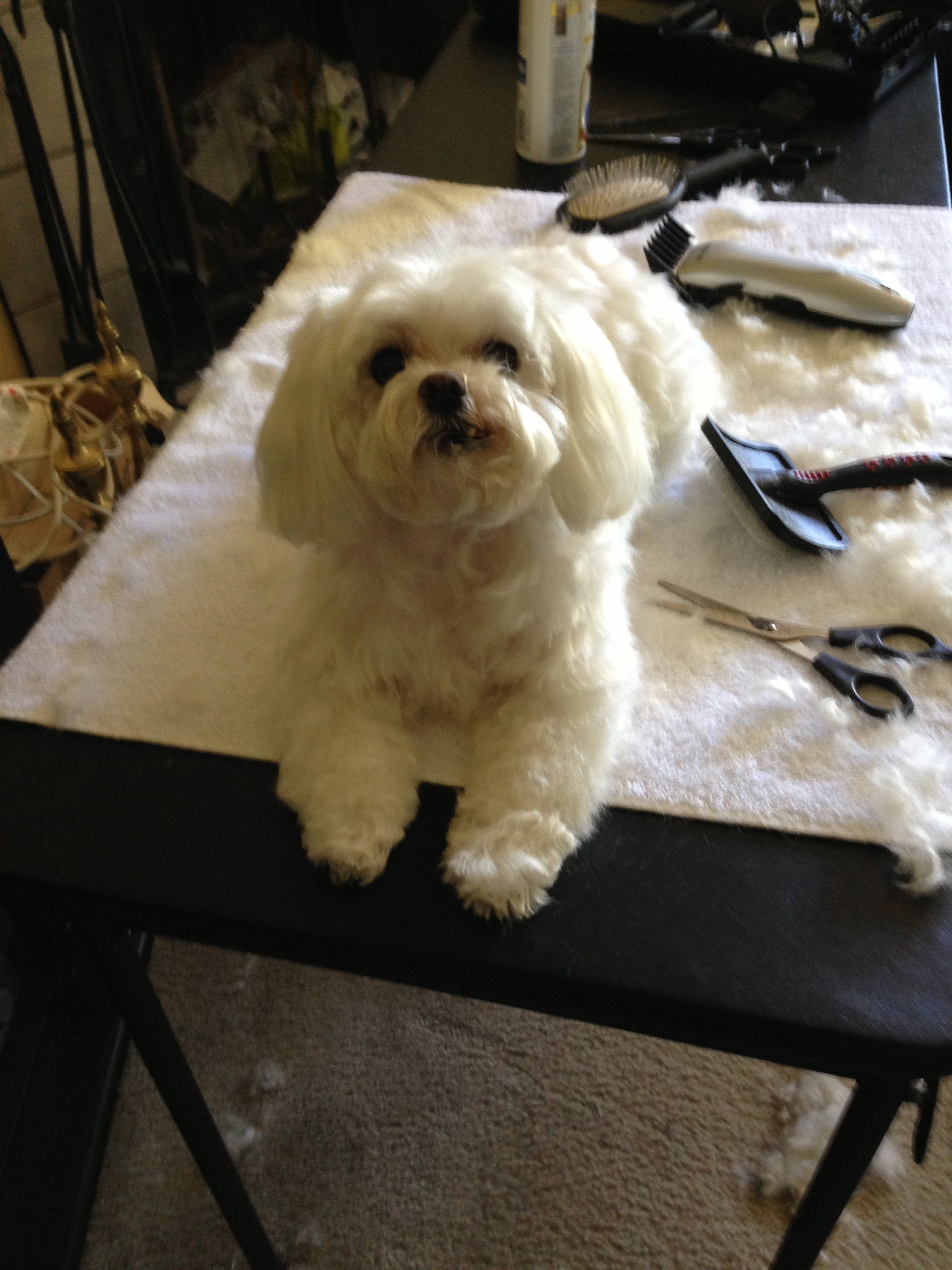 whirly getting a home groom