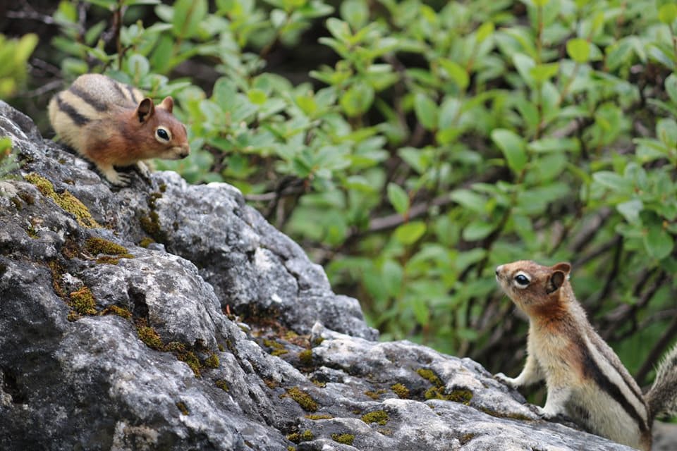 chipmunks