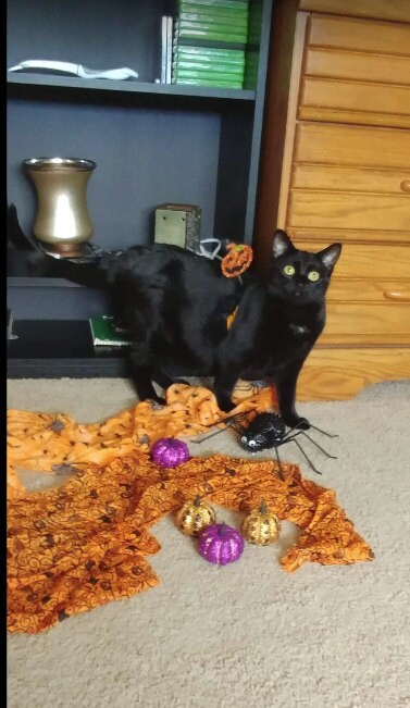 Crafts4Cats