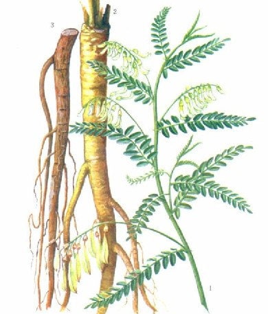 Astragalus Botanical Illustration