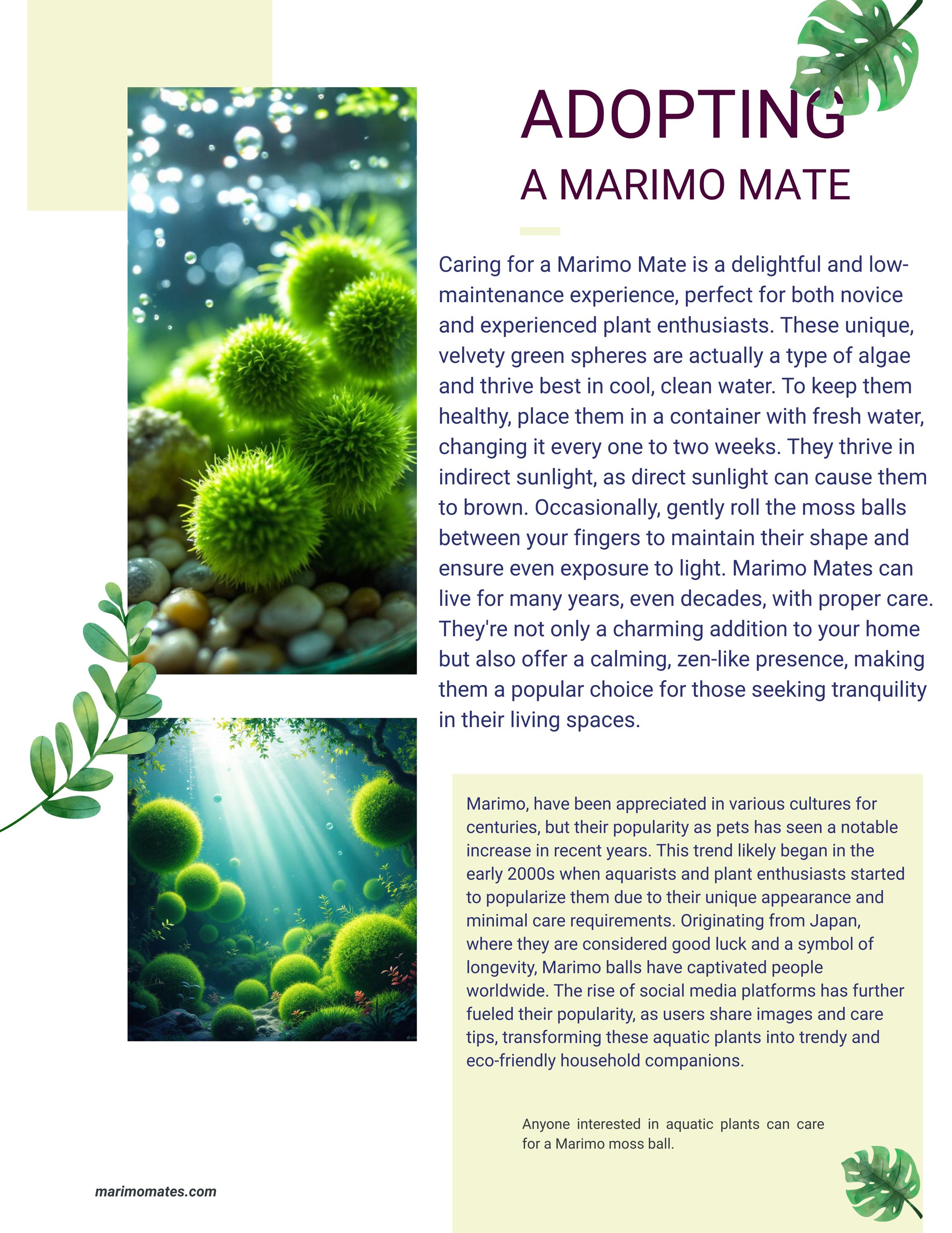 learn about the history of Marimo MAtes