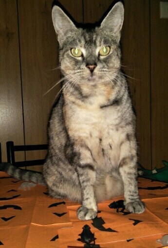 Crafts4Cats