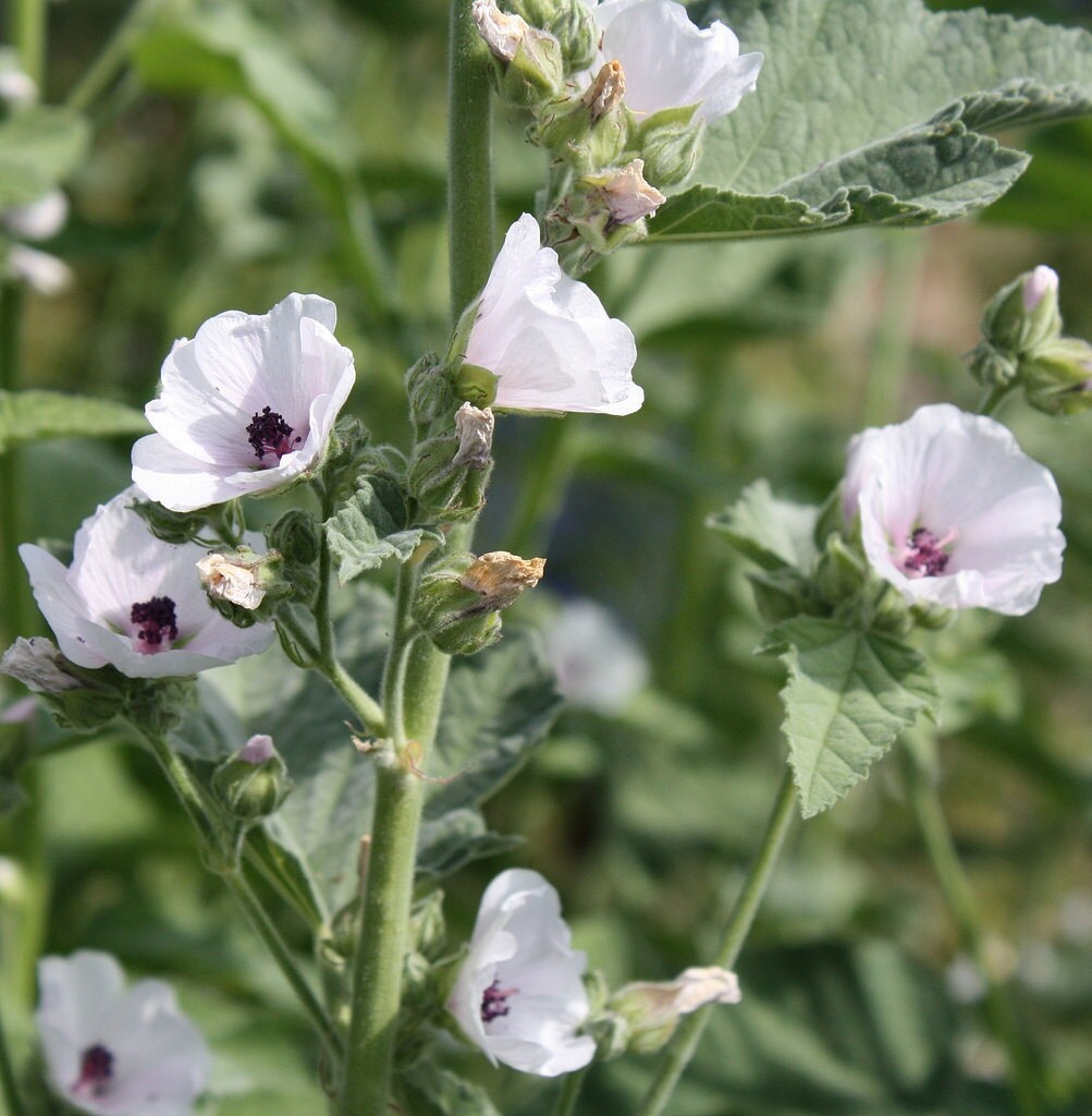 Marsh Mallow Root and Leaves