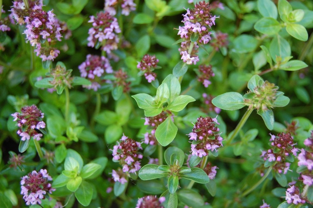 Thyme