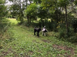 At the Doggy Park