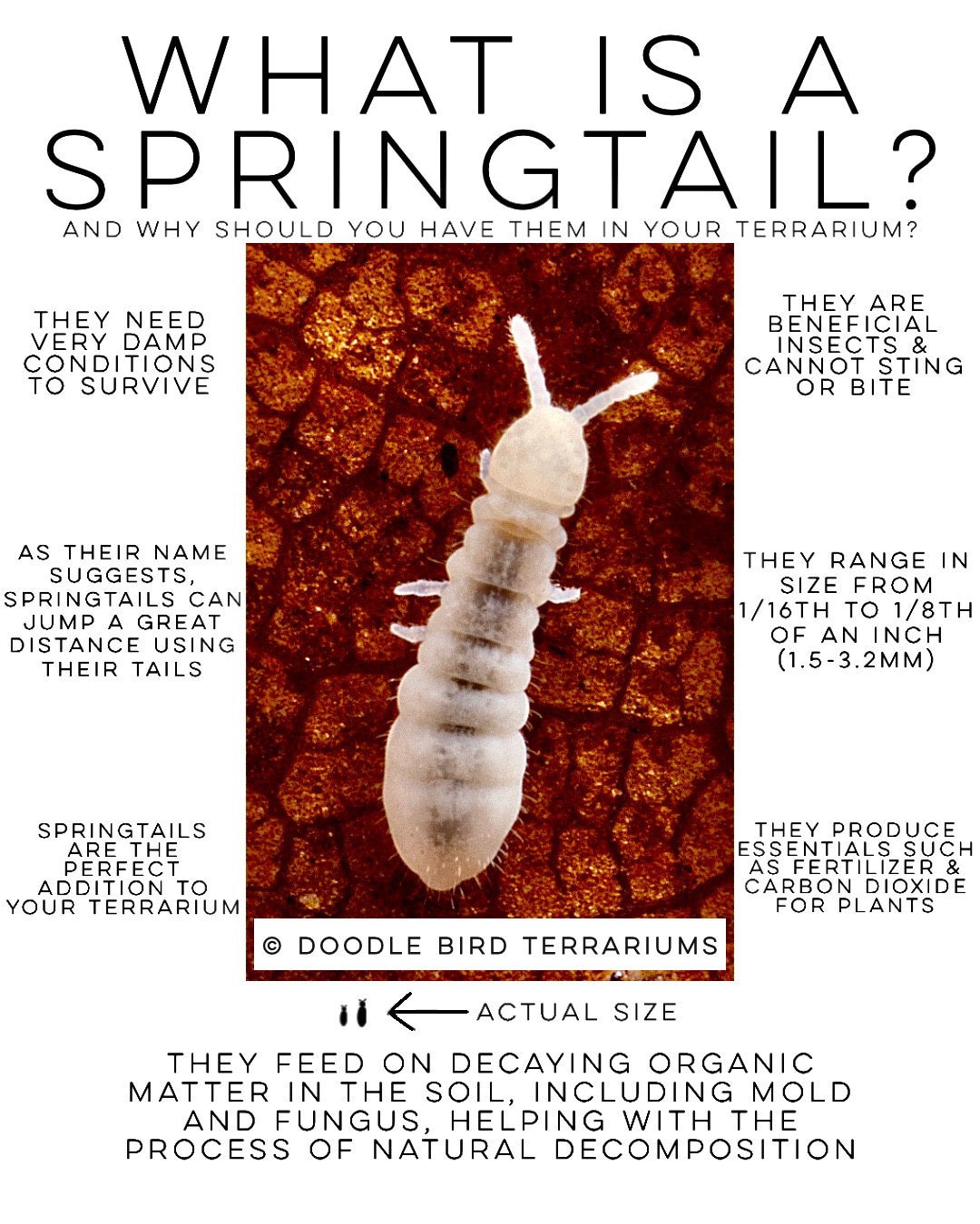 Arizona Springtails: An Identification & Extermination Guide