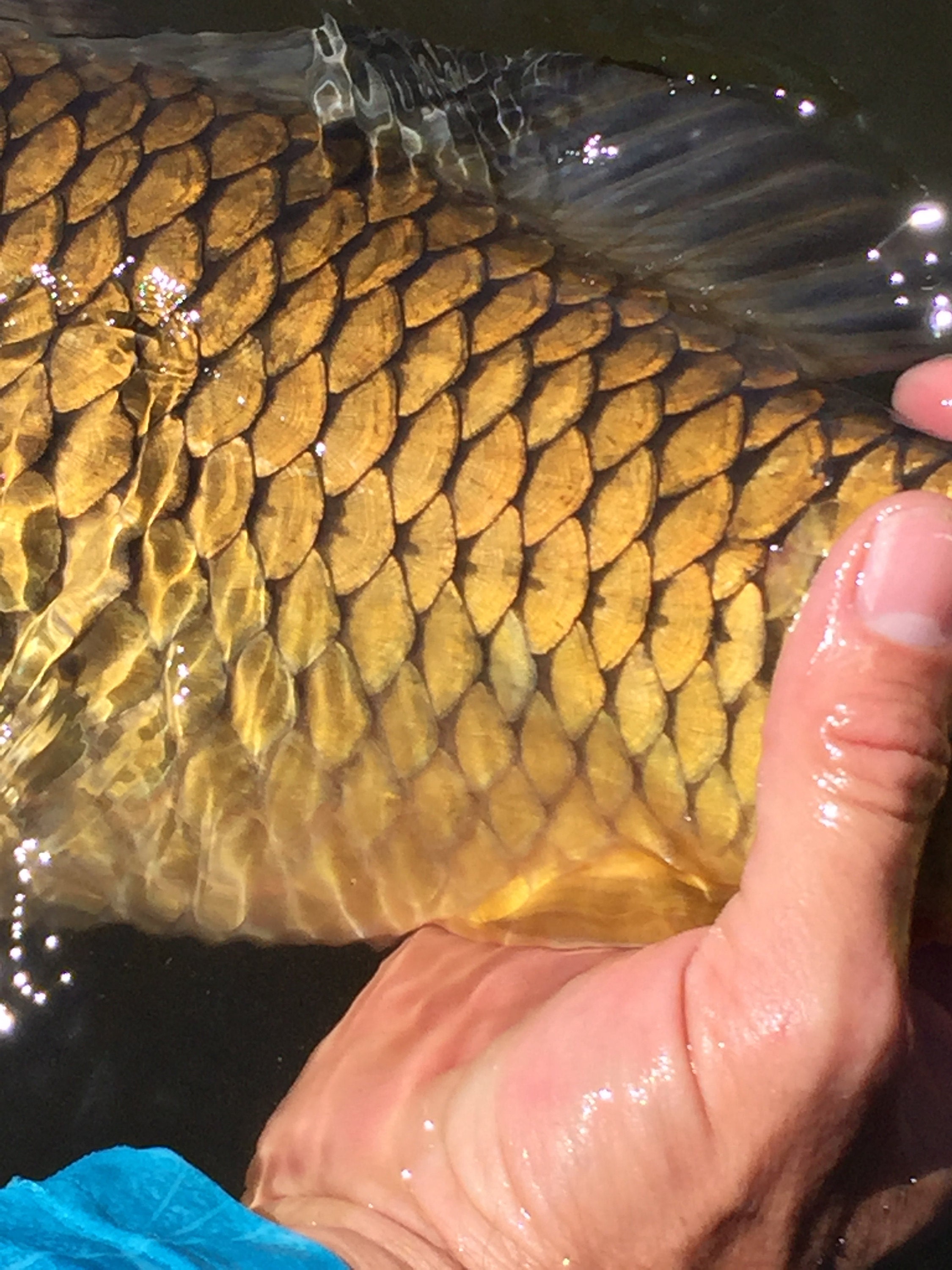 Look at that beautiful scale pattern.