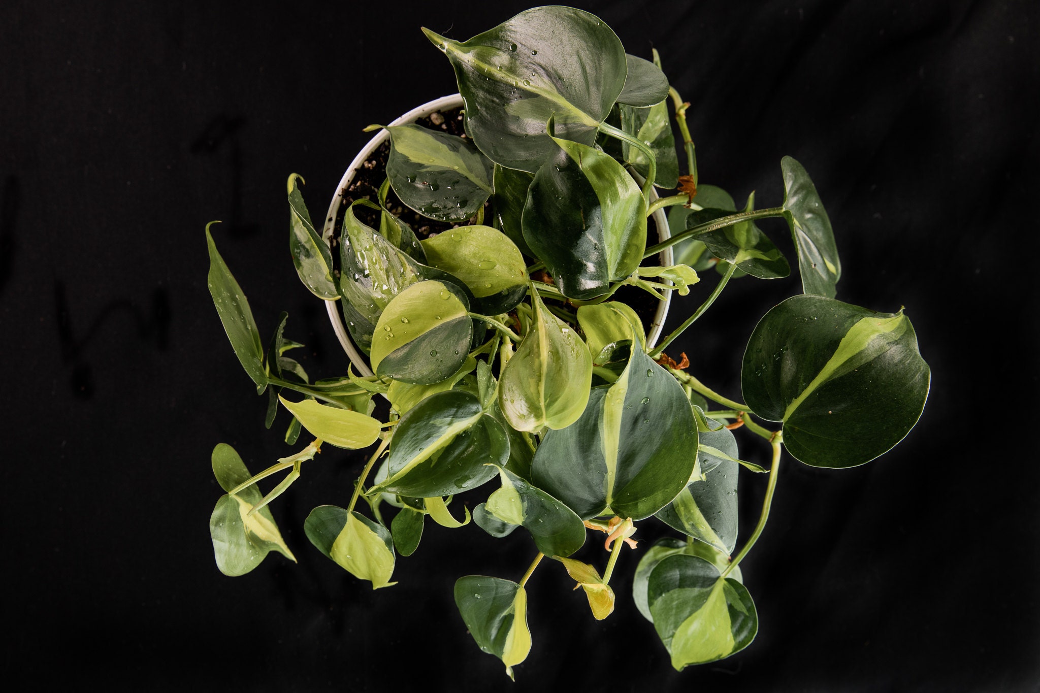Heartleaf Philodendron Brasil