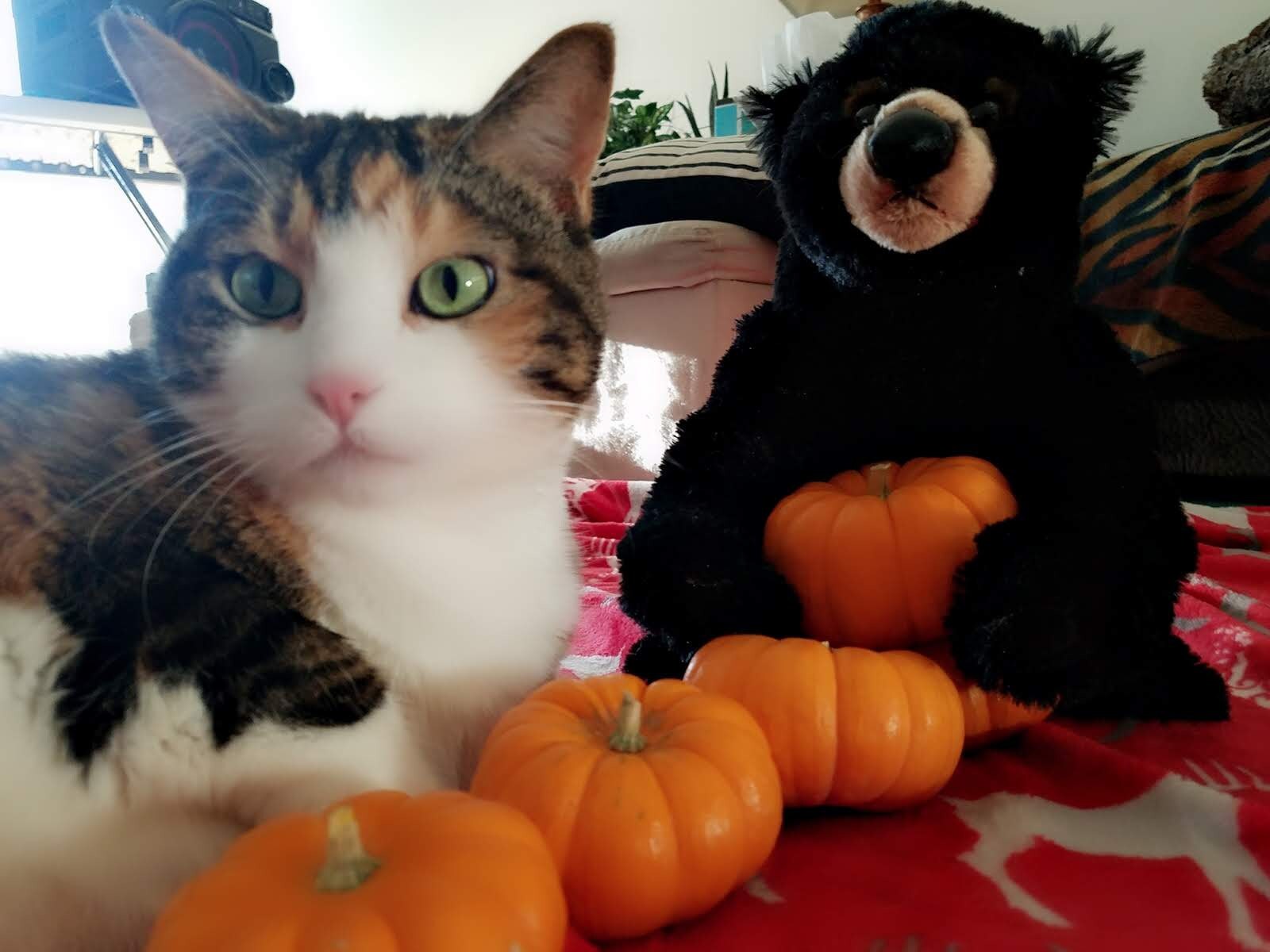 Crafts4Cats